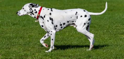 From concept to reality: designing the perfect Dalmatian mascot ensemble